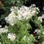 Aster nova-angliae Wedding Lace